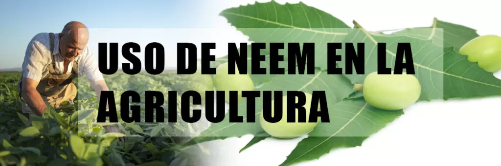 Uso-de-Neem-en-la-agricultura-maih-marketing-arm-international-honduras-1-insecticida