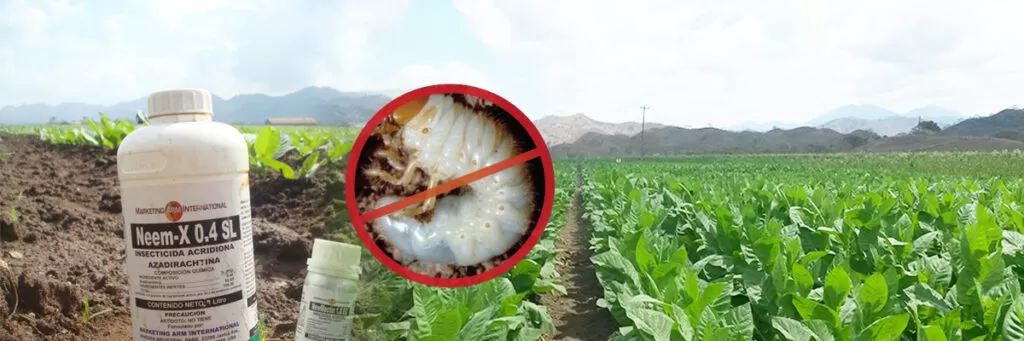 Uso-de-Neem-en-la-agricultura-cultivo de tabaco-maih-marketing-arm-international-honduras